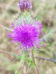 Cirsium vulgare