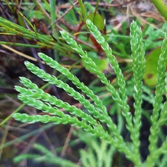 Lycopodium zanclophyllum
