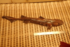 Centroscyllium fabricii