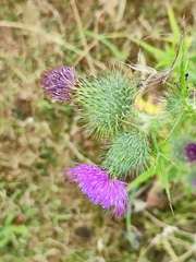 Cirsium vulgare
