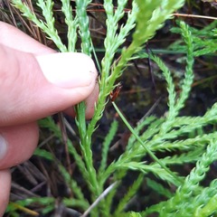 Lycopodium zanclophyllum