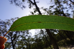 Eucalyptus angophoroides