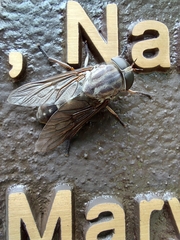 Tabanus novaescotiae