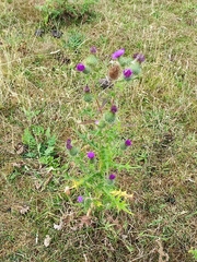 Cirsium vulgare