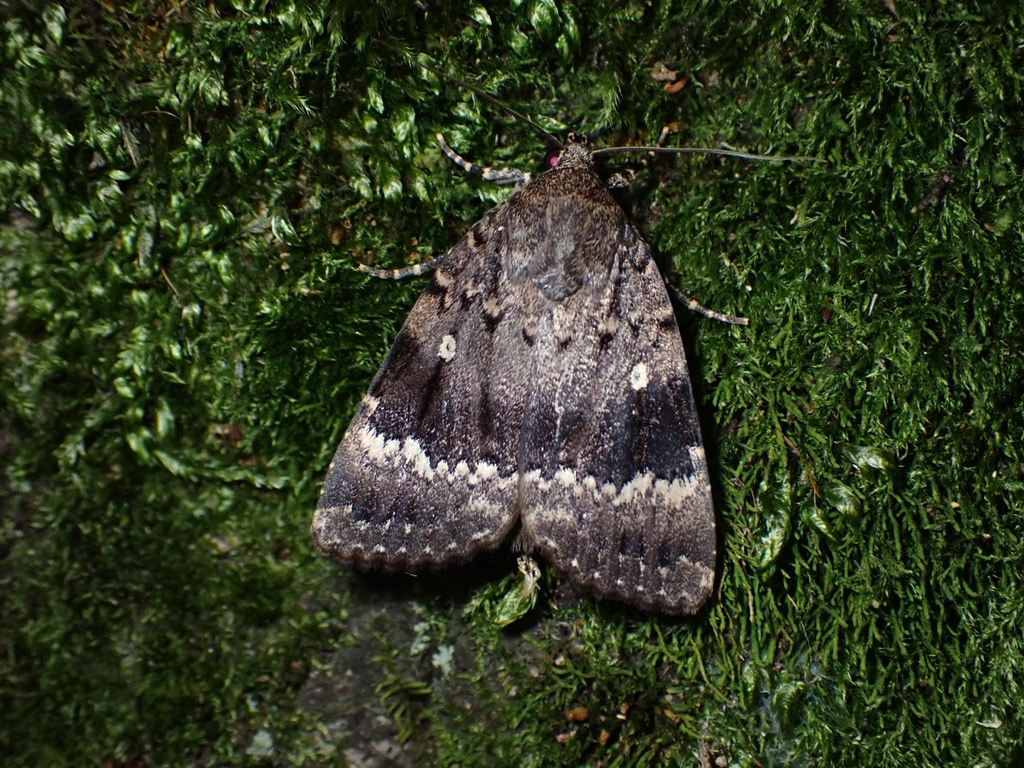 Amphipyra surnia