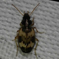 Tetragonoderus fasciatus