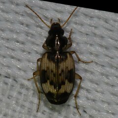 Tetragonoderus fasciatus