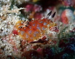 Halgerda indotessellata