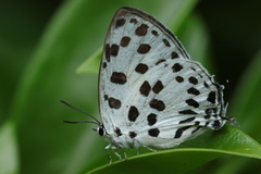 Tajuria maculata