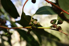 Eucalyptus angophoroides