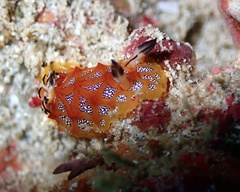 Halgerda indotessellata