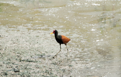 Jacana jacana