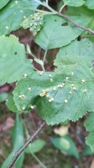 Eriophyes alniincanae
