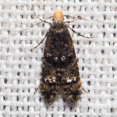 Tineidae clade b