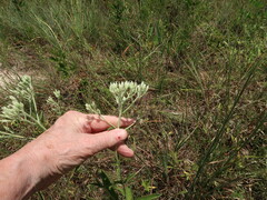 Eupatorium sullivaniae