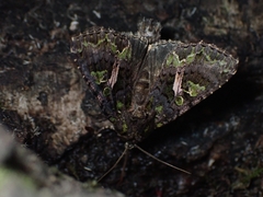 Trachea atriplicis