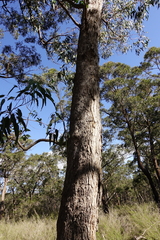 Eucalyptus angophoroides