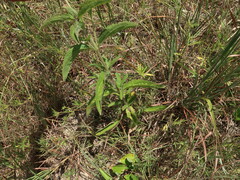 Eupatorium sullivaniae