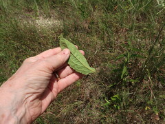 Eupatorium sullivaniae