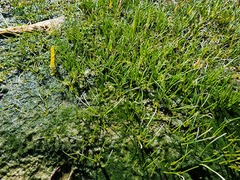 Eleocharis parvula