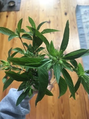 Ruellieae
