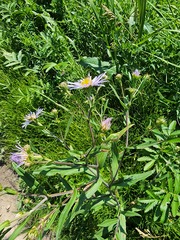 Symphyotrichum novi-belgii novi-belgii