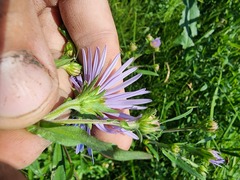 Symphyotrichum novi-belgii novi-belgii