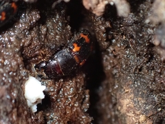 Glischrochilus japonius