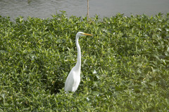 Ardea alba