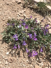Penstemon harbourii