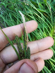 Carex vacillans