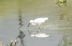 Egretta thula