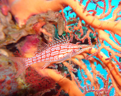Oxycirrhites typus