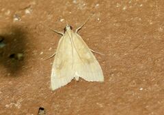 Udea fimbriatralis