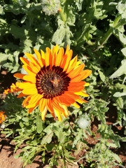 Asteraceae