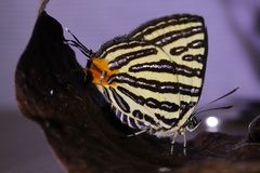 Cigaritis lohita