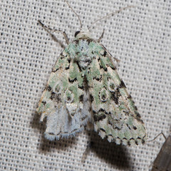 Bryolymnia viridata