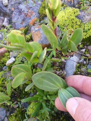 Senecio ruwenzoriensis