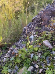 Senecio ruwenzoriensis