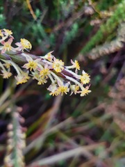Struthiola fasciata
