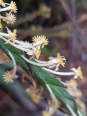 Struthiola fasciata