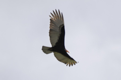 Cathartes burrovianus