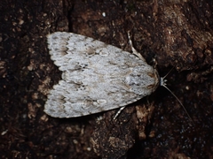 Acronicta hercules