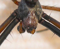 Trichonephila inaurata