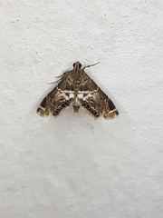 Usingeriessa