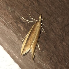 Donacaula albicostellus