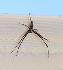 Trichonephila inaurata