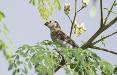 Sporophila albogularis