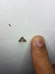 Usingeriessa
