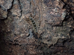 Thereuonema tuberculata